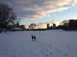 Walking with Nashville